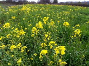 Wild Mustard