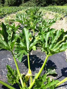 zucchini plant