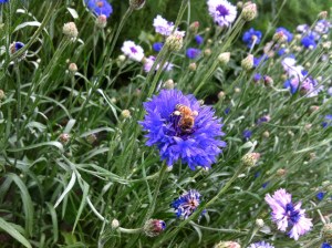 Bachelor Button and Bee