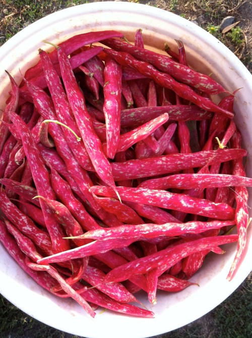 Shell Beans in a Bucket