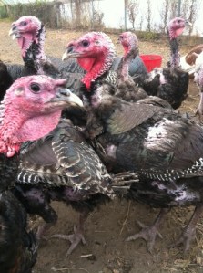 Turkeys