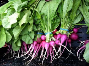 Purple Radishes