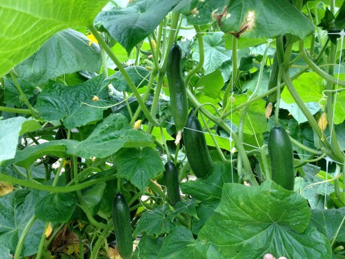 Cucumbers