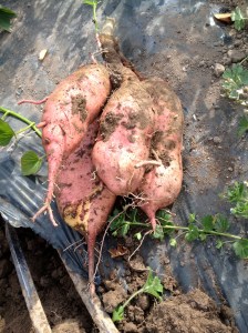 Sweet Potatoes