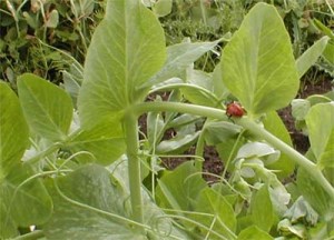 This ladybug is on pea shoot patrol. Do you see any aphids?