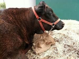 Juniper with her 3rd calf, Clementine, at 1-2 days old. This is motherly love.