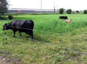 We are learning how to use our cows in our crop rotation. This is a temporary fence set up on an overwintered cover crop of rye and field peas. 