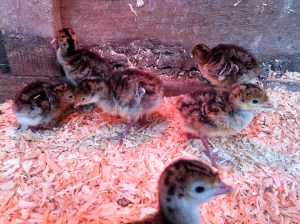 Day-old turkey poults, just arrived and warm in the brooder.