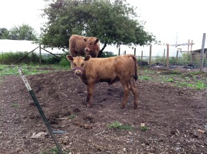 Youngsters playing "king of the mountain". Chester (Juniper's 2011 calf) is winning, and Dulce (Beauty's calf) is challenging him. 
