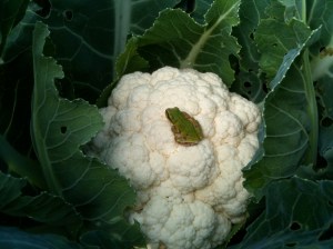 We have an abundance of tree frogs on our farm. We find them everywhere. 