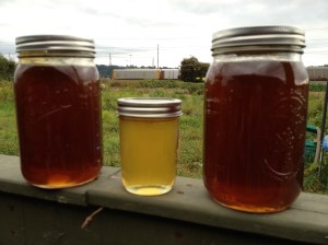 2012 honey. The two big jars are from the last harvest—we had a lot of buckwheat blooming in late summer. The jar in the middle is from the beginning of the season, and is mostly clover or blackberry.