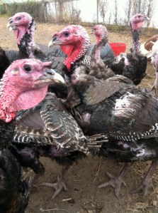 Full grown turkeys, just before Thanksgiving.