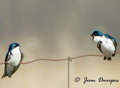 Tree Swallows are a sure sign that spring has arrived. They are truly a great thing for our farm.