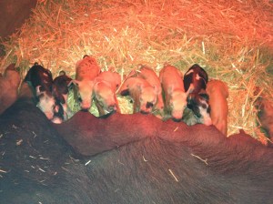 Lillibet delivered 10 healthy babies. I love checking-in and finding everyone happily nursing with a contented mama. And then I quietly sneak away...