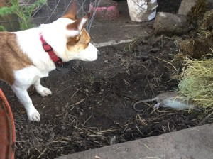 Teaching the little dogs to dispose of rats. Here is Mario with his first dispatch. What a good boy!