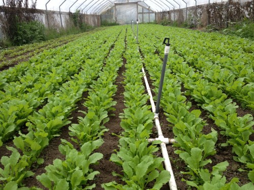 The Japanese turnips planted in February are looking lovely. Weeded, watered, and ready to grow! They need to be thinned, and they're tasty and tender, so enjoy raw or gently cooked.