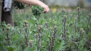 We usually put in a big planting of all the different kales in early fall. We harvest the leaves through the winter, but the sweetest reward comes in the spring, when we have lots of these delicious broccolini to pick. 