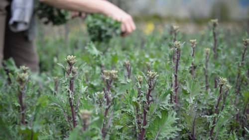 We usually put in a big planting of all the different kales in early fall. We harvest the leaves through the winter, but the sweetest reward comes in the spring, when we have lots of these delicious broccolini to pick.