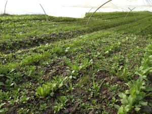 Our first planting of radishes is coming along under the protection of fabric tunnels. The tunnels keep the root maggot flies and flea beetles out. 