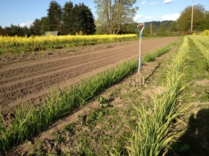 Green onions on the left, green garlic on the right. Fork in the middle of the road. 