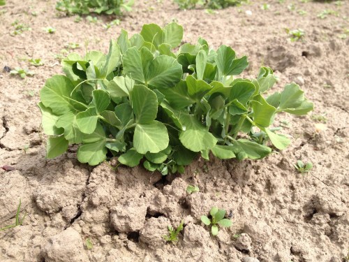 Our first early planting of peas is coming along. Happy that we planted in the Easter dry weather window, we should have peas at the beginning of our Summer CSA season—mid-June!