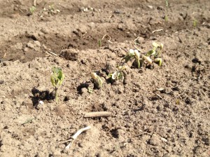 The first planting of beans is up! I don't know when I have ever successfully planted beans in the first week of May. 50 days to green beans! 