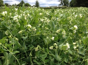 These are the chance early planting of shelling peas, thrown in the ground during the early warm spell in March. Every one of those flowers is going to be a pod—ready to pick in just another week or two.