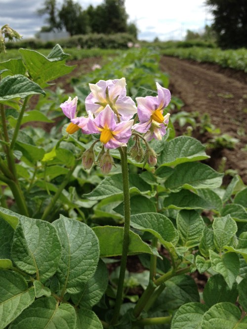 The potatoes are starting to bloom, and that means they are starting to form tubers! This pretty variety is Yukon Rose. Pinkish on the outside, yellow on the inside. 