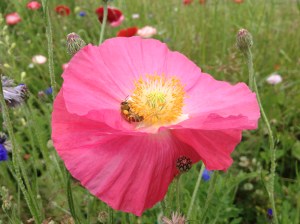 There are a bunch of flowers that volunteered from last year's cut-flower patch. One of our honeybees is enjoying a poppy here—you can see her loaded pollen basket. 