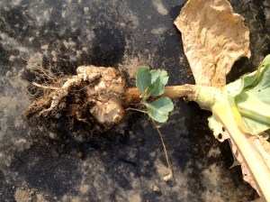 Clubroot is a fungus that affects mainly the Brassica family (all the broccoli, cabbage, turnips, kale, etc.). Once it's in your soil, it's there for seven or so years. The fungus inhabits the roots of the plant, making it impossible for it to uptake water and nutrients.
