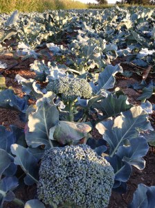 This year's Broccoli crop—beautiful and Clubroot-free on the neighbor's property. These plants are behind T & M's raspberry plants. 