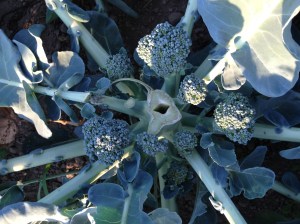 Our favorite variety of broccoli is "Packman". Don't know why it's called that, but it's several decades old and produces a nice first crown. But the real reason to grow it is for the successive crops of side shoots—those little heads of broccoli that come in waves after the main crown is cut off. Look at all of them! 
