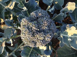 Here's a tidy little broccoli crown. The broccoli this year is amazing! 