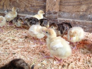 Would you really expect newborn babies to be totally self-sufficient? Me either. 