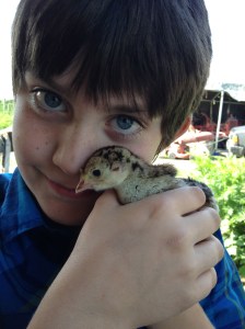 Baby Turkeys are precious.