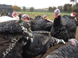 Gentle giants. They are intrigued and inquisitive in a group.