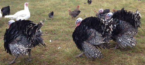 Three of the big boys, being machos.