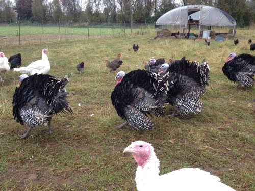 Three Toms vying for the Monarchy. The hens just go about their business, while they sort it out amongst themselves. They can puff up their feathers and fan their tails to make themselves look twice as big as normal, and they puff up their snood (the noodle thing on their beak) and wattles (the things on their chin) with extra blood to look more distinctive. The red, fleshy parts on their necks are called caruncles.