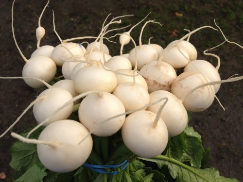 Japanese Turnips, also called "Tokyo Market" or "Hakurei", are tender, sweet, and delicious. They're even better when the weather turns chilly!