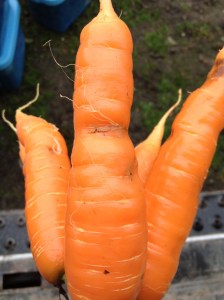 Our only carrot pest, the Carrot Rust Fly, lays eggs in the soil when the carrot plants are young, and the larvae dig into the ground and tunnel into the sweet, tasty carrots. This is what they look like. It's a shame to throw away all the carrots with tunnels, so we just cut around them. They don't affect the carrots' flavor, but they are unsightly. We make our bunches just a bit bigger to make up for the damage.