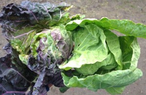 Cabbage and Brussels Sprouts are cousins, and they look almost the same from the top view (aside from the difference in color). Cabbage head on the left, Brussels Sprout top on the right.