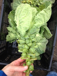 You can eat the fluffy tops of the Brussels sprout stalk, too. Tasty and sweet, just like kale or collards. 