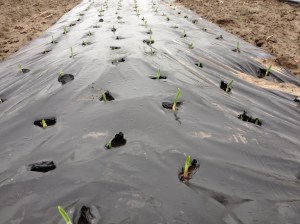 Garlic loves freezing weather, but these little shoots are excited that spring is coming!