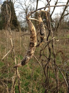 Last year's beans, ravaged by winter.