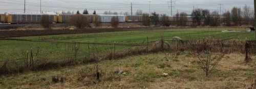 Breaking ground in early spring (or winter) is a happy sight. The bright green overwintered weeds and cover crop lying next to dark brown, rich earth. 