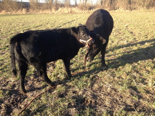 It's pretty interesting when your buddy gets new clothes. In this case, Matilda got a pretty pink halter and Hemi the steer is checking it out.