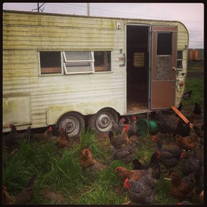 What do you do with a leaky trailer? You turn it into a hen house! Fixtures removed, cupboards converted to nest boxes, and plenty of roost space. Room for 160 hens, and it's easy to move around the farm. 