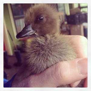 We have hired a Special Patrol, to hunt slugs in our asparagus/rhubarb patch. That fuzzy cuteness belies the voracious hunter that he/she will become. 