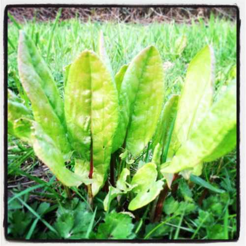One of the delights of spring is the sour surprise of Sorrel!