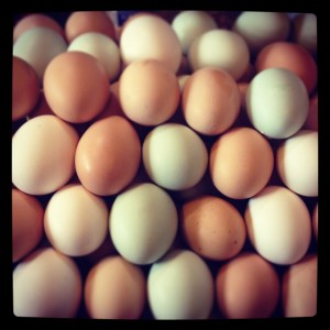 April is for Eggs, and we have lots! Egg-laying productivity is directly related to day length, so as the days increase the laying hen's pituitary gland says "it's time to make babies!" Unfortunately, as the day length decreases toward the end of summer, so will the eggs disappear, so get them while they're here!